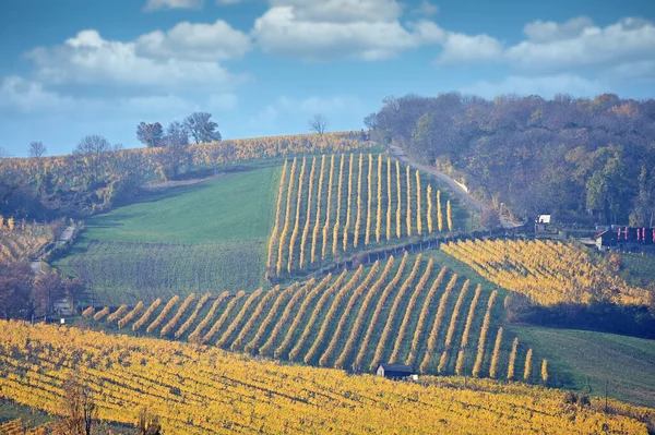 ウィーンの風景の近くの秋のブドウ園 — ストック写真
