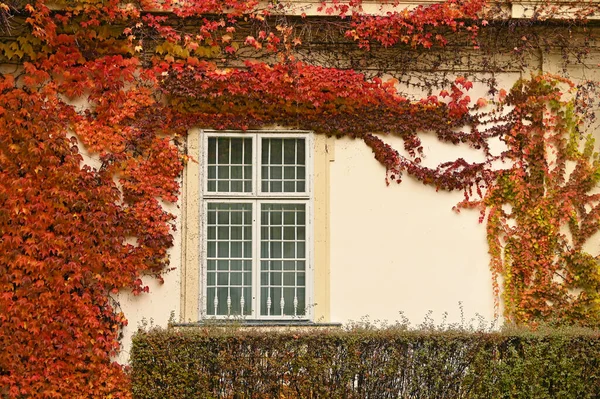 Wand Mit Rustikalem Fenster Und Schlingpflanze Bunte Blätter Herbstsaison — Stockfoto