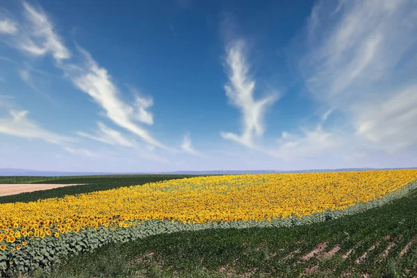 Zonnebloemenveld Het Zomerlandschap — Stockfoto