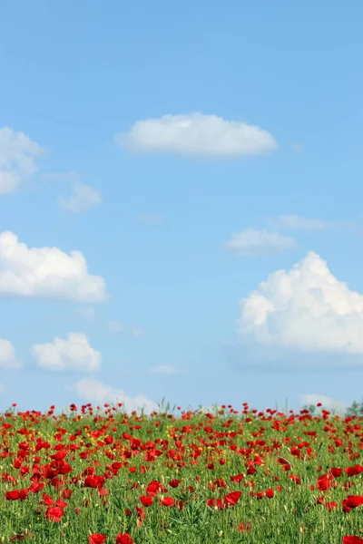 Kırmızı Gelincikler Çiçek Tarlası Lkbahar Zamanı — Stok fotoğraf