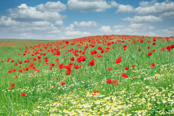 Klaprozen Bloem Weide Landschap Lente — Stockfoto