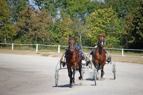 Paarden Trotter Ras Beweging Harnas Race Rechtenvrije Stockfoto's