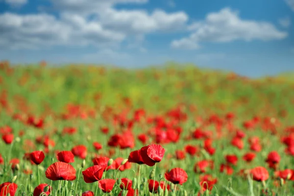 Маки Квітка Луговий Пейзаж Навесні — стокове фото