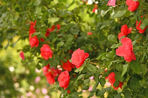 Róże Volksgarten Wiedeń Sezon Wiosenny — Zdjęcie stockowe