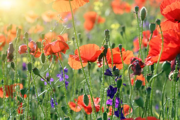 Rode Papaver Wilde Bloemen Lente Seizoen Natuur Achtergrond — Stockfoto