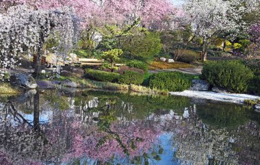 Viyana 'daki Setagaya Parkı' nda çiçek açan ağaç 