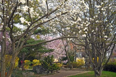 Setagaya Park Viyana bahar mevsiminde çiçek açan ağaç 