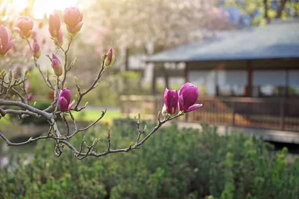 Magnolia Kwiat Setagaya Park Wiedeń Sezon Wiosenny — Zdjęcie stockowe