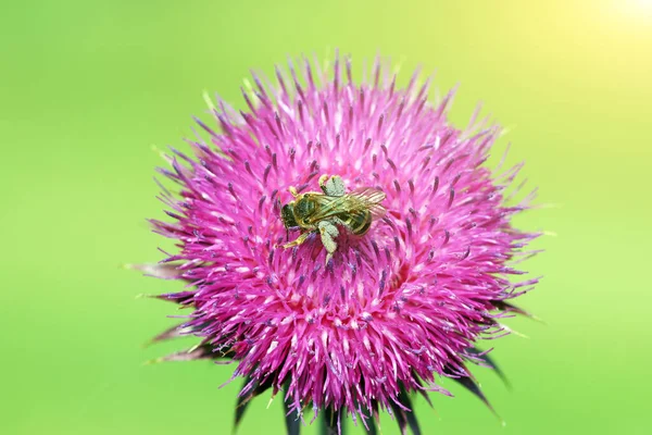 Pszczoła Fioletowy Kwiat Zbliżenie Wiosna — Zdjęcie stockowe