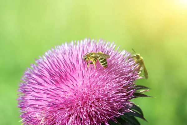 Pszczoły Fioletowy Kwiat Zbliżyć Wiosna — Zdjęcie stockowe