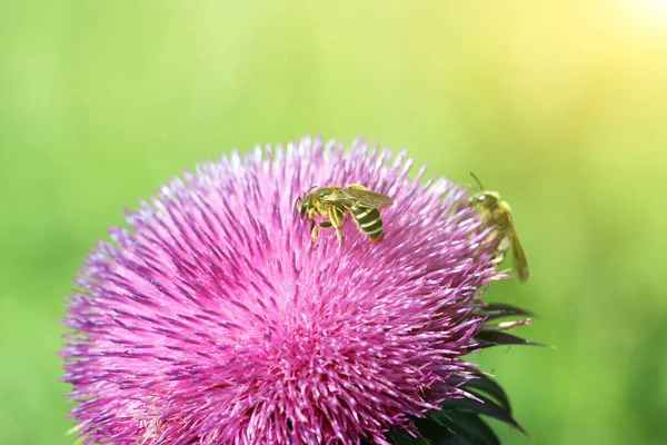 春には紫色の花を咲かせ — ストック写真