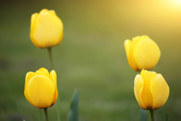 Čtyři Žluté Tulipány Příroda Pozadí — Stock fotografie