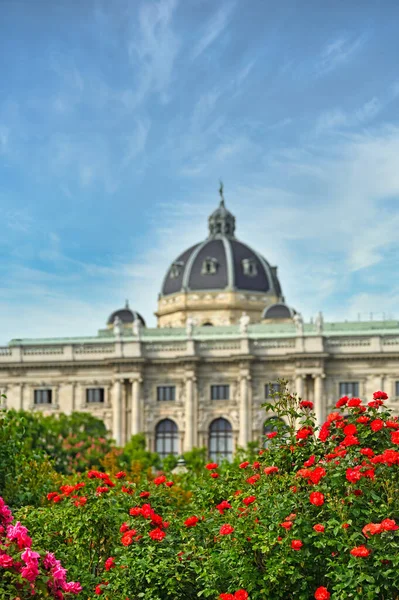 Rote Rosen Volksgarten Wien — Stockfoto