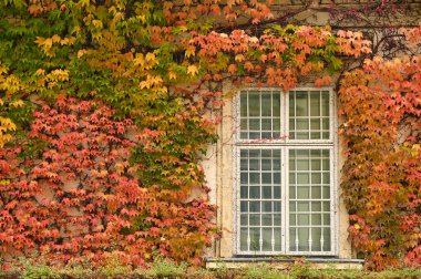 Viyana sonbahar sezonunda kırsal pencereli ve sarmaşıklı duvar
