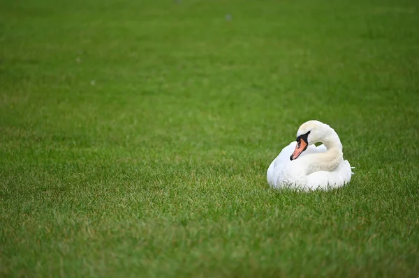 Een Witte Zwaan Ligt Het Groene Gras — Stockfoto