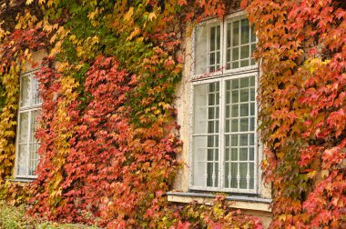Viyana sonbahar sezonunda kırsal ahşap pencereli ve sarmaşıklı duvar