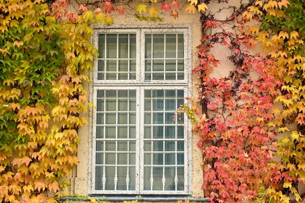 Wand Mit Rustikalem Holzfenster Und Schlingpflanze Wiener Herbst — Stockfoto