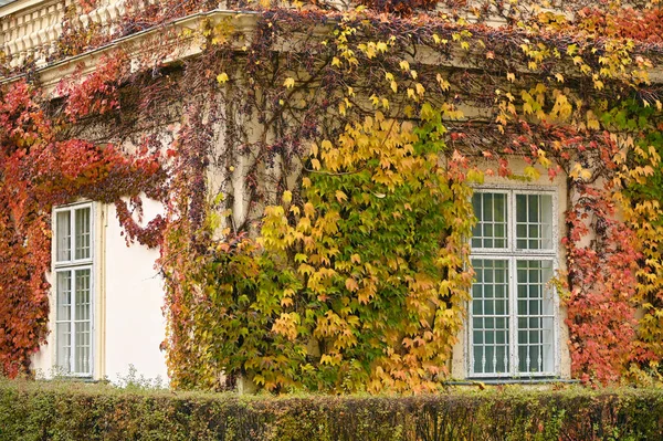 Alte Hauswand Mit Rustikalen Holzfenstern Und Schlingpflanze Wiener Herbst — Stockfoto