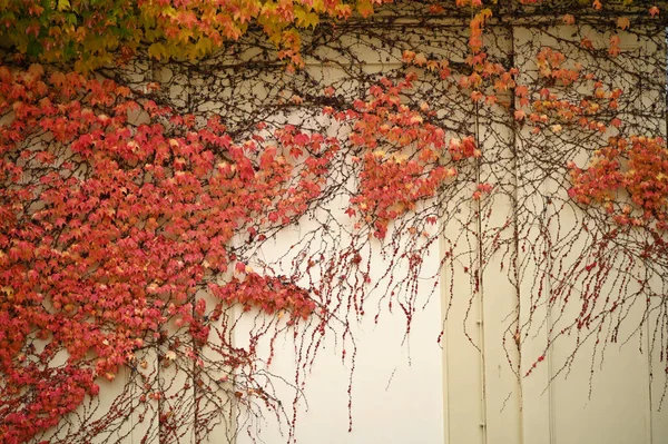 Стена Ползучим Цветным Листом Вене Осенний Сезон — стоковое фото