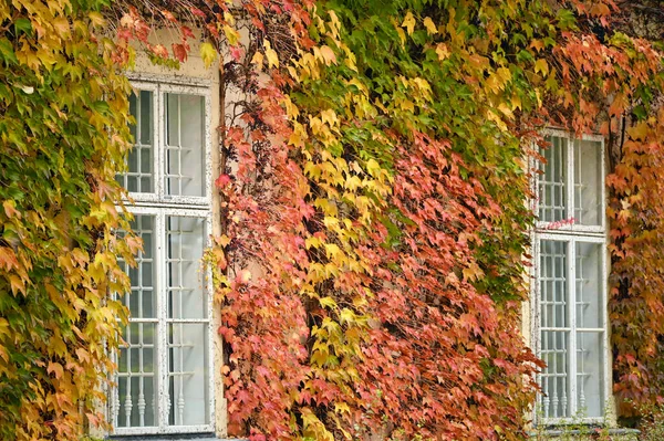 Wand Mit Holzfenstern Und Schlingpflanze Wiener Herbst — Stockfoto