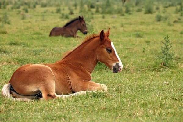 Horse foals lying on field — Stock Photo, Image