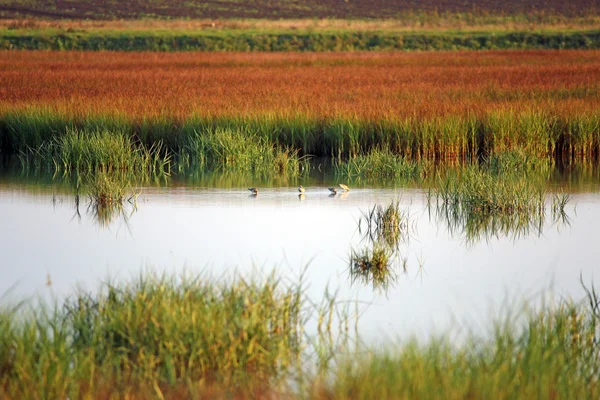 Moeras Met Vogels Landschap Herfst Seizoen — Stockfoto