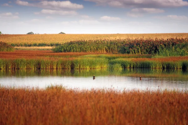 Pantano naturaleza paisaje otoño temporada — Foto de Stock