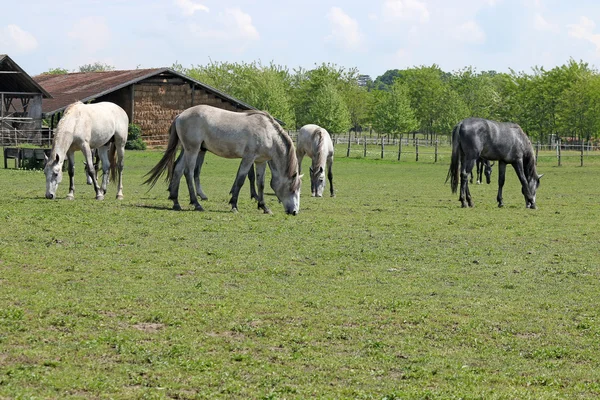 Kudde van paarden op de boerderij — Stockfoto