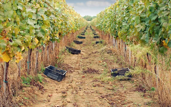 Die Herbstzeit der Weinlese — Stockfoto