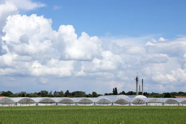 Växthus på fältet jordbruksindustrin — Stockfoto