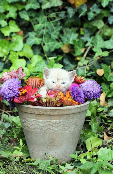 Leuk Katje in een vaas met bloemen — Stockfoto