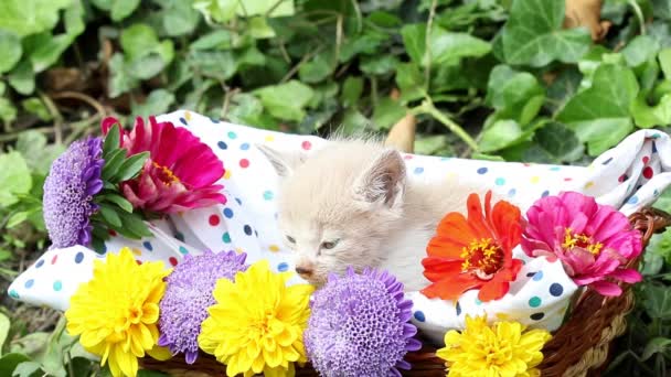 Söt kattunge i korg med blommor — Stockvideo