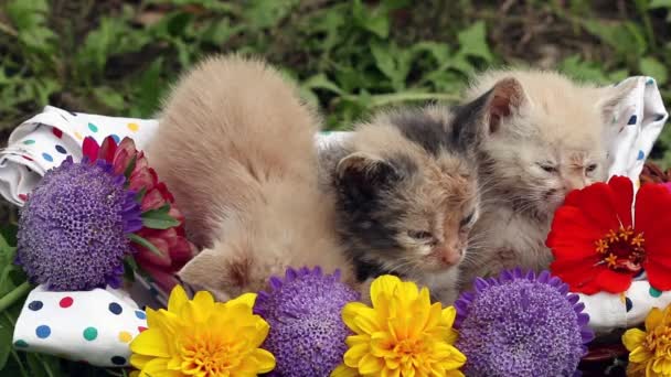 Kittens in basket with flowers — Stock Video
