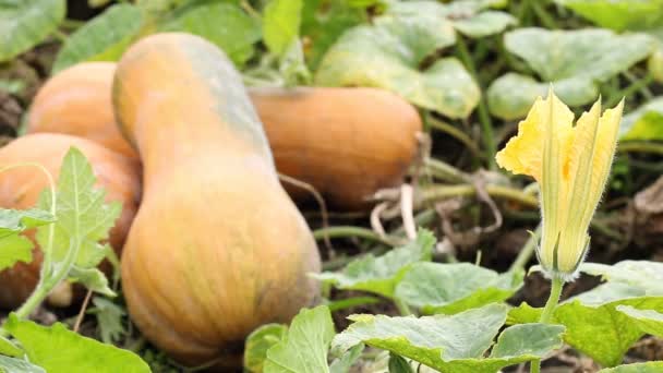 Jardín de flores de calabaza — Vídeos de Stock