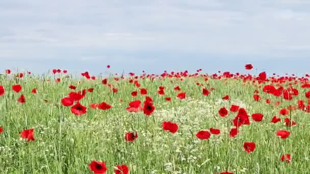 洋甘菊和罂粟花朵草甸春天的季节 — 图库视频影像