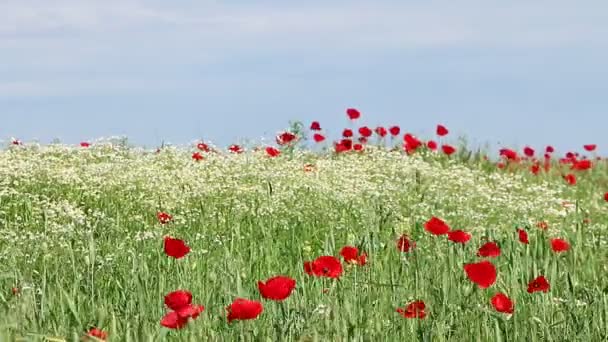 Spring meadow with chamomile and poppy flowers — Stock Video