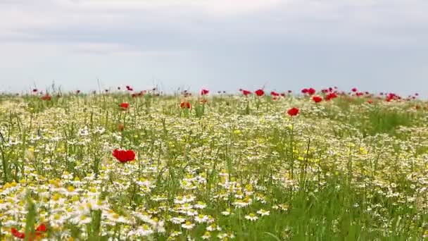 Fiori selvatici prato stagione primaverile — Video Stock