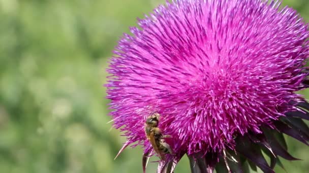Пчела на цветке крупным планом — стоковое видео