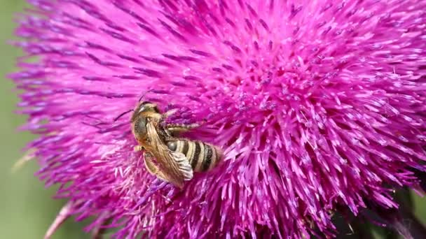 Abelha na macro flor — Vídeo de Stock