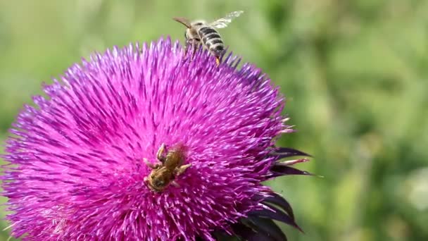 Dos abejas en macro flor — Vídeo de stock