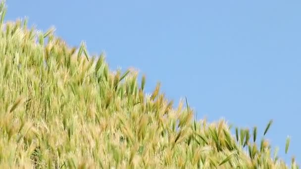 Prado con la naturaleza hierba — Vídeos de Stock