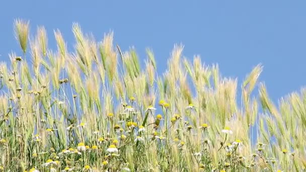 Weiland met gras aard achtergrond — Stockvideo