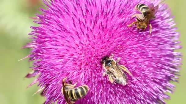 Три пчелы на цветочном макро — стоковое видео