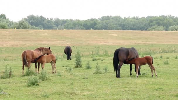 Juments et poulains qui allaitent sur le terrain 