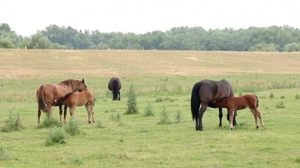 Mares en veulens borstvoeding in het veld — Stockvideo