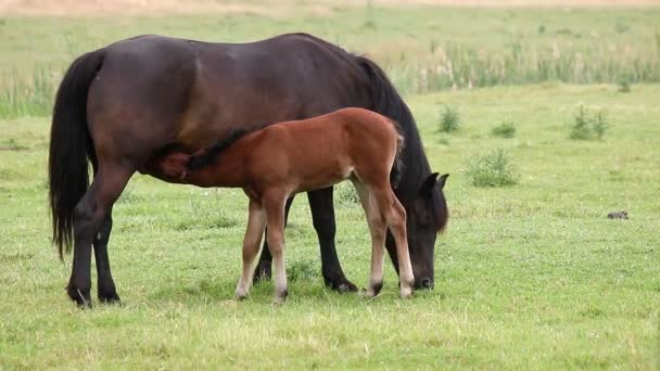 Cavalla nera e puledro bruno che allatta nel campo — Video Stock