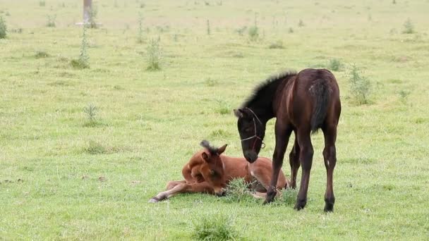 Brown and black foal on field — Stock Video