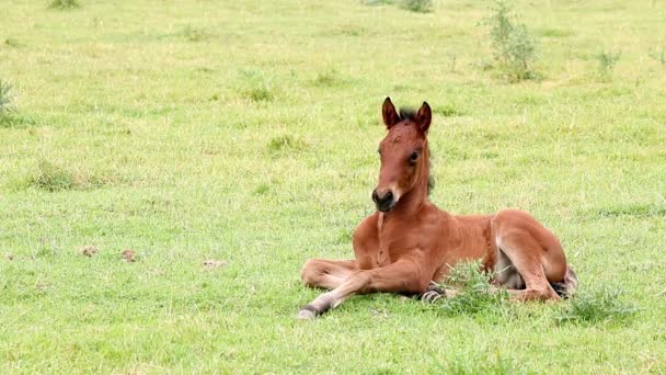 Mignon poulain brun couché sur le terrain 