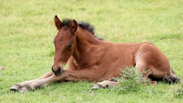 かわいい茶色の子馬の牧草地の上に横たわる — ストック動画