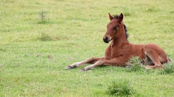 Puledri sdraiati sul campo — Video Stock